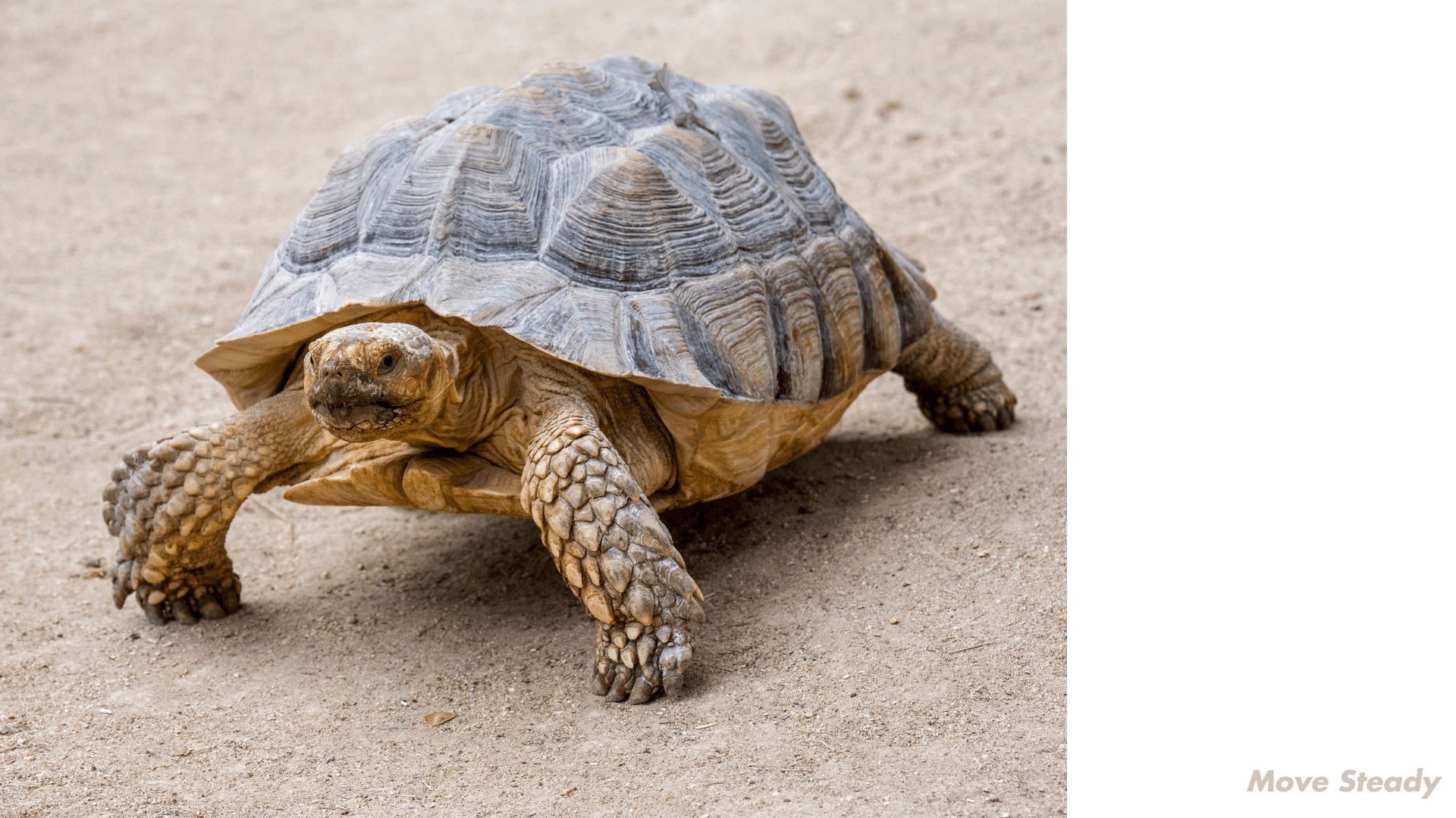 Tortoise